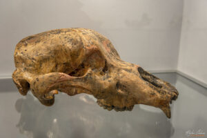 Секция Пещерна палеонтология - череп на пещерна мечка