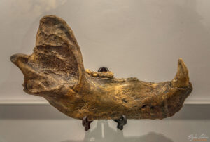 Секция Пещерна палеонтология - долна челюст