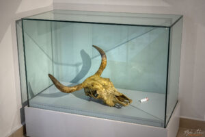 Секция Пещерна палеонтология - Череп на диво говедо