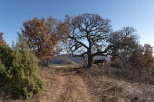 Параклис Свeти Спас и вековния дъб