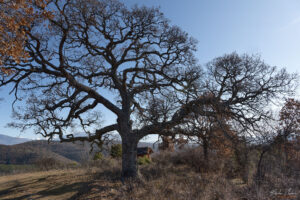 Вековен дъб до параклис Свeти Спас