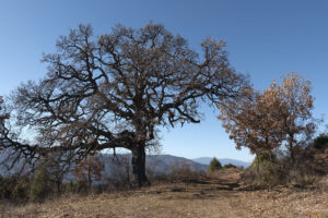 Вековен дъб до параклис Свeти Спас