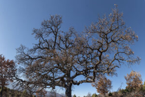 Вековния дъб на село Вуково