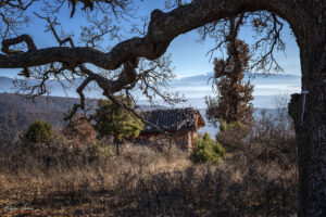 Параклис Свeти Спас и вековния дъб