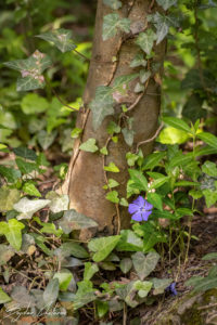 Парк-музей Врана