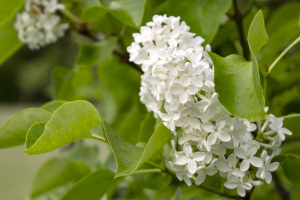 Бял люляк в парк Врана