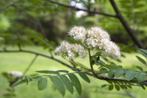 Японска Спирея - парк Врана