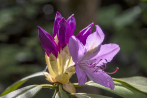 Странджанска зеленика - парк-музей Врана