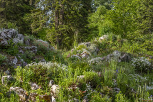 Алпинеум в парк Врана