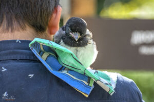 Бебе сврака - парк Врана - NIKKOR 70‑300mm f/4.5‑5.6