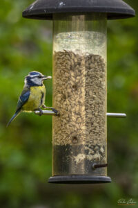 Син синигер в парк Врана - Sigma 150-600mm f/5-6.3