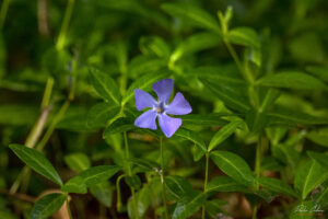Vinca minor в парк Врана - Sigma 150-600mm f/5-6.3