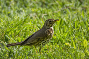 Поен дрозд в парк Врана - Sigma 150-600mm f/5-6.3