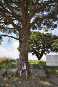 Храма на Зевс - тук се е намирал Пергамския олтар