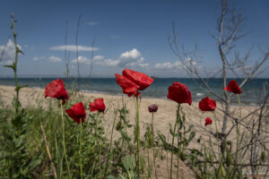 Цъфнали макове на плаж Росенец