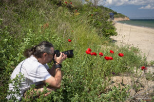 Цъфнали макове на плаж Росенец