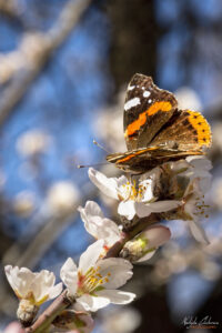 Пролет през Феруари +22&deg;C, с. Белащица