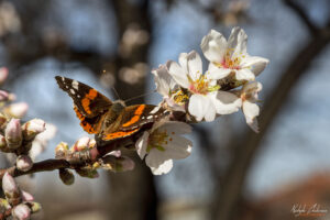 Пролет през Феруари +22&deg;C, с. Белащица