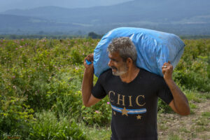 Поредният чувал набран розов цвят