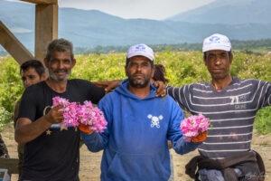 Розоберачи в Розовата долина