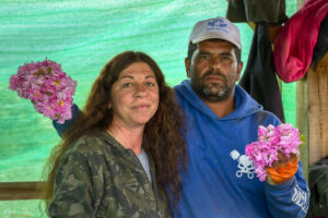 Пункта за отчитане на набраните количества розов цвят