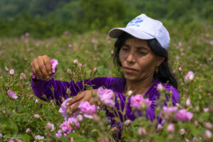 Розоберът &ndash; истинският труд зад красивия ритуал