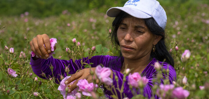 Розоберът – истинският труд зад красивия ритуал