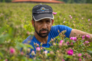 Часове ръчно бране на маслодайна роза