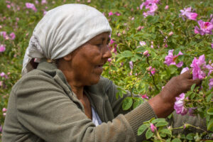 Розобер &ndash; ръчно събиране на маслодайна роза