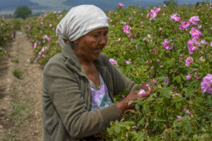 Розобер &ndash; ръчно събиране на маслодайна роза