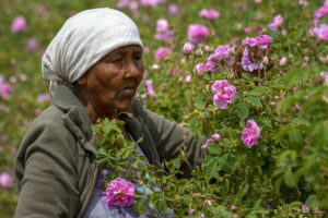 Tрудът зад българското розово масло