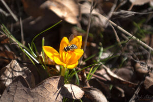 Скален феномен Главата