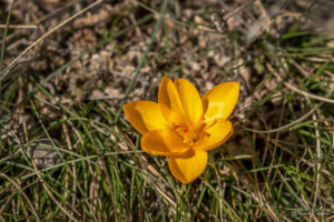 Смолянска крепост Аетос - цъфнал минзухар