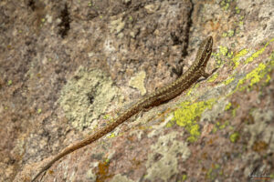 Местен обитател събуден от топлото време
