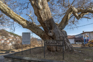 Старият чинар в град Смолян