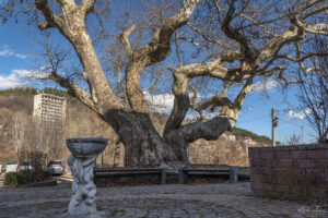 Старият чинар - "мегдана"