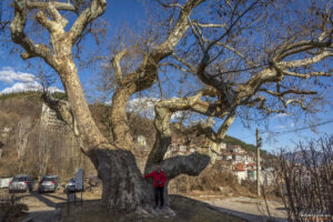 Старият чинар