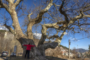 Старият чинар - Диаметъра на стволът му е над 7 метра