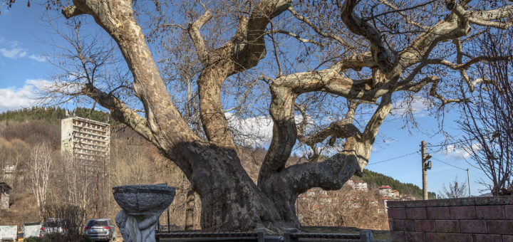 Старият чинар