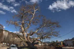 Старият чинар