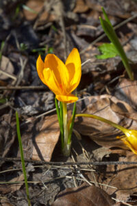 Предвестник на пролетта край Тикла кула