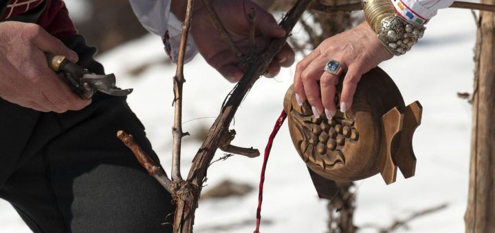 Ритуалното зарязване на лозите в град Шипка на Трифон Зарезан