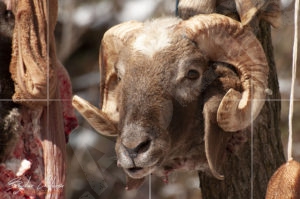 Търг за останките от животните за курбана по случай Трифон Зарезан в Шипка