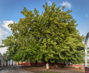 Огромен фикус в Тринидад