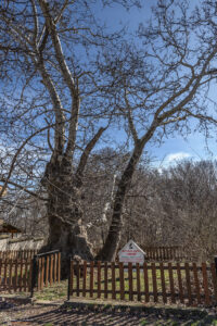 Вековни чинари в село Белащица