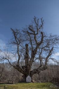 Най-дебелото дърво в България - Чинар на над 1100 години