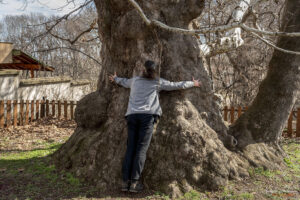 Един от вековните чинари в село Белащица