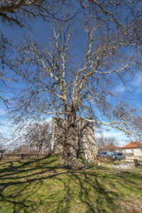 Вековни чинари в село Белащица