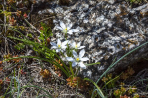 Гарвански лук (Ornithogalum umbellatum)