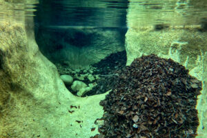 Подводен кадър от едно от вирчетата при водопади Казанчетата, Павелско